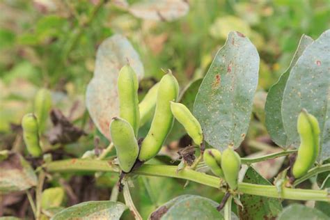 Red Bean Plants » Top Tips on Types and Growing