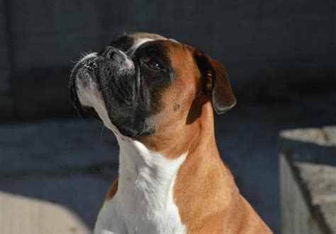 Boxer Dog Obedience Training 1-2-1 Home Visits in North Yorkshire