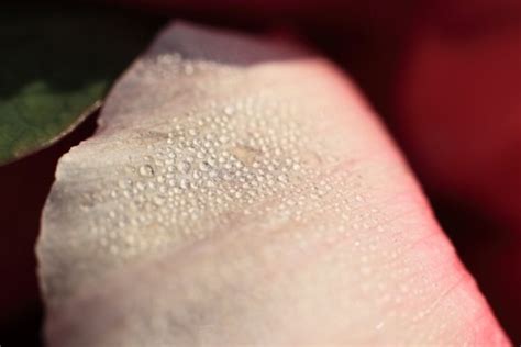 Free Images : hand, nature, petal, pollen, pollination, finger, pink, nail, close up, human body ...