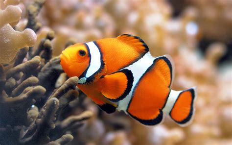 fish share: GAMBAR IKAN HIAS CLOWNFISH 1