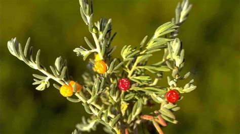 Ruby Saltbush - Enchylaena tomentosa - Tucker Bush