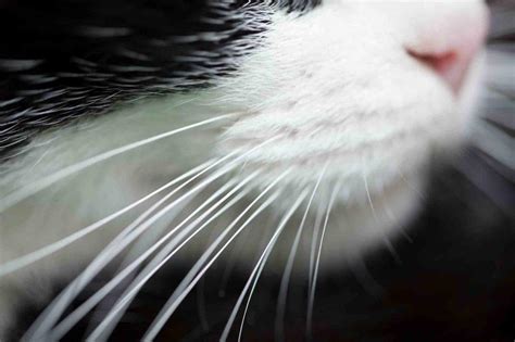 The Moment of Truth: What are Cat Whiskers Really For? – Union Lake Pet ...