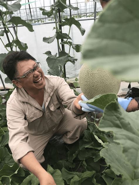 Visiting Yubari King Melon Farm at Hokkaido – Masai Mara