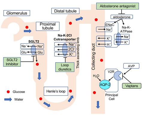 Point of action and mechanism of each diuretic. Loop diuretics inhibit ...