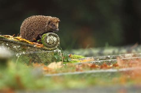 Wallpaper : animals, nature, urban, squirrel, wildlife, hedgehog, mammals, rodent, fauna, mammal ...