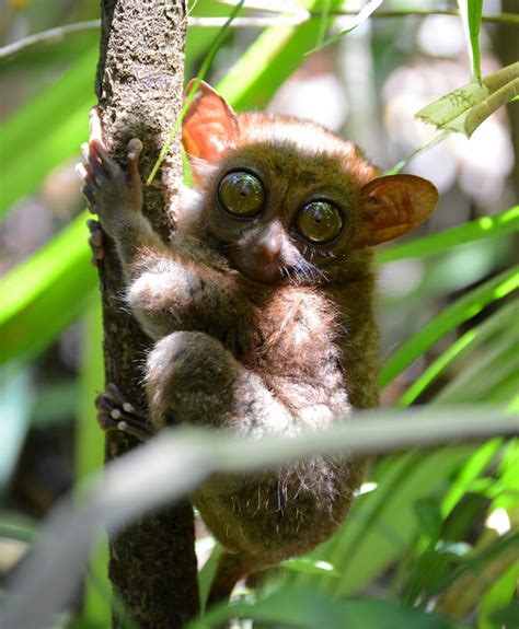 The Tarsier Sanctuary, Bohol - USTOA Blog