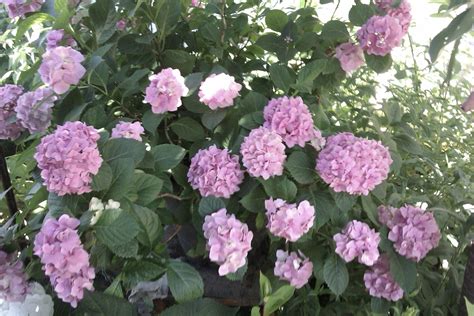 Flowers That Bloom In June In Massachusetts : The Vermont Gardener: Mid June Flowers - At any ...