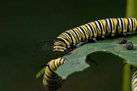 Monarch Butterfly Caterpillar on Milkweed Leaf. Stock Image - Image of female, milkweed: 195917469