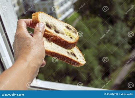 Throwing spoiled bread stock photo. Image of covered - 254196704