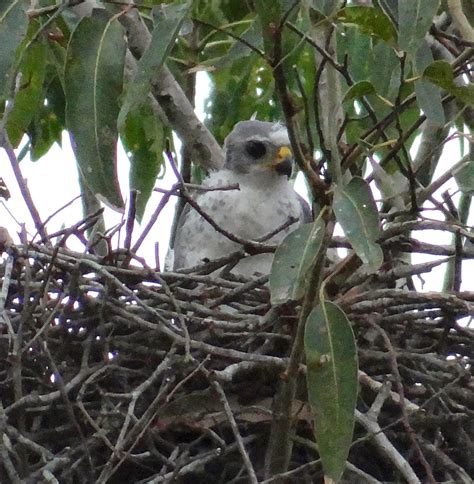 sunshinecoastbirds: Grey Goshawk Nesting Again; More From Yandina Creek Wetlands