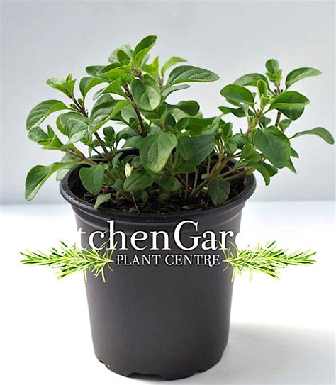 Sweet Marjoram | Kitchen Garden Plant Centre