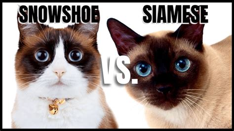 Snowshoe Cat VS. Siamese Cat - YouTube