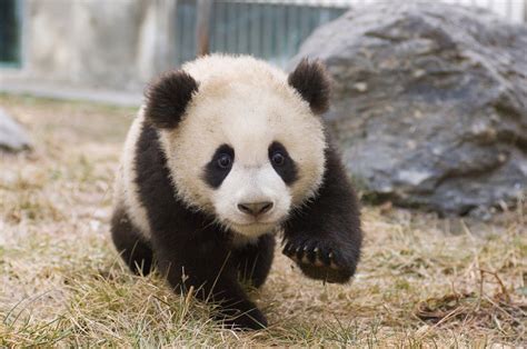Visit Adorable Baby Cubs at China's New Panda Center - Condé Nast Traveler