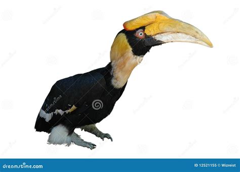 Great Hornbill Royalty-Free Stock Photo | CartoonDealer.com #34082013