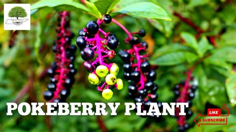 TN Nursery - The Pokeberry Plant Is Acknowledged by The American Cancer ...