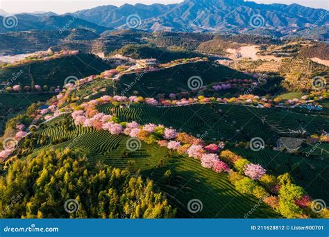 Aerial View of Traditional Chinese Tea Garden, with Blooming Cherry Trees on the Tea Mountain at ...