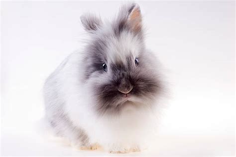 700+ Kelinci Angora Foto Foto Stok, Potret, & Gambar Bebas Royalti - iStock