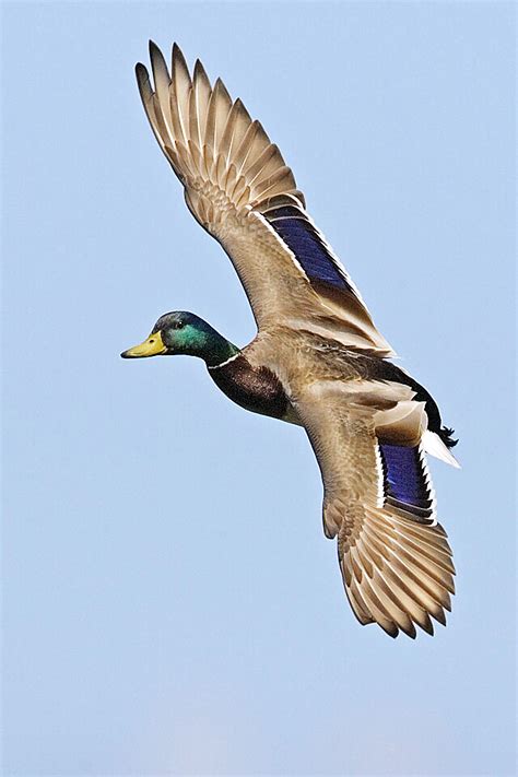 Male mallard - natures pics - Canard colvert — Wikipédia in 2020 | Duck photography, Bird ...