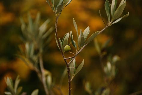 Olive Tree Wallpapers - Top Free Olive Tree Backgrounds - WallpaperAccess