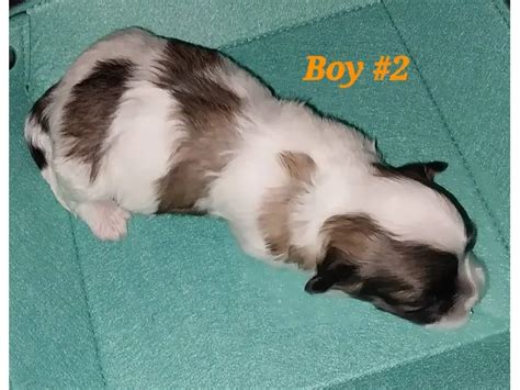 5 beautiful Maltese Shihtzu puppies in - Puppies for Sale Near Me