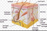 Detail Gambar Kulit Dan Bagian Bagiannya Koleksi Nomer 45