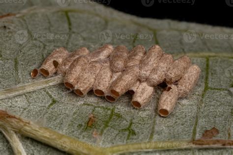 Braconid Wasp eggs 9230799 Stock Photo at Vecteezy