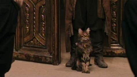 Harry Potter and the Philosopher's Stone (2001) - Cinema Cats