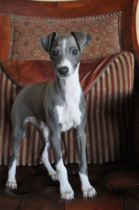 Puppy...Italian Greyhound, I had one named Chloe looked just like this one. I named my Leopard ...