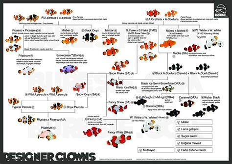 Designer Clownfish Infographic | Clown fish, Saltwater fish tanks, Saltwater aquarium setup