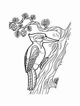 Woodpecker coloring Page sketch template