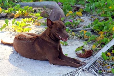 Phu Quoc Ridgeback | Nòi giống chó, Việt nam, Viết