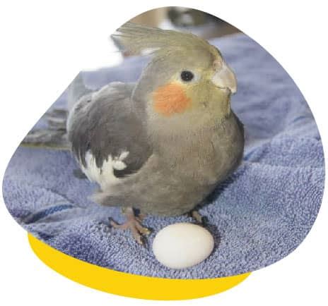 Chronic Egg-Laying in Birds (Causes, Symptoms & Treatment Options)