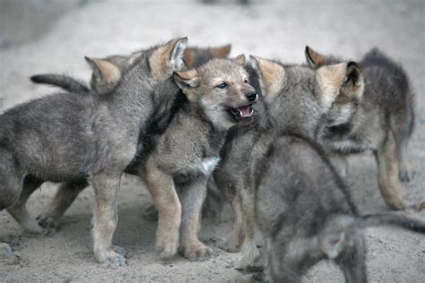 Can Cuddling Wolf Pups Turn Them Into Dogs? – American Kennel Club