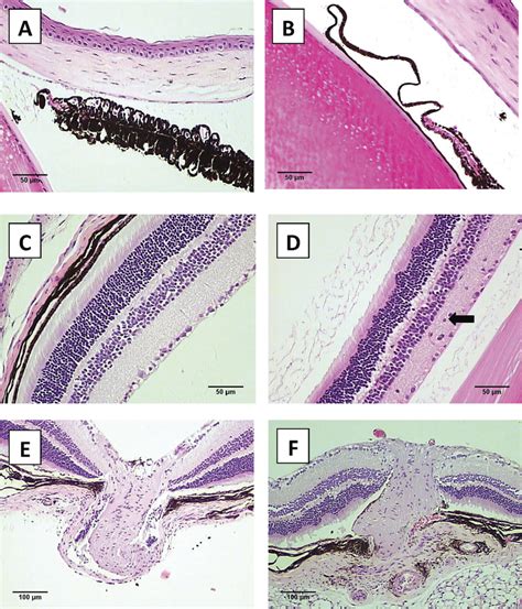 Gja1 Jrt/ eyes harbor multiple ocular histopathologies. Iris, retina,... | Download Scientific ...