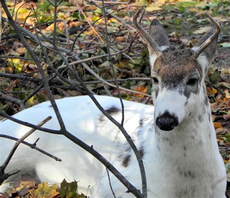 NJDEP Division of Fish & Wildlife - Piebald Deer