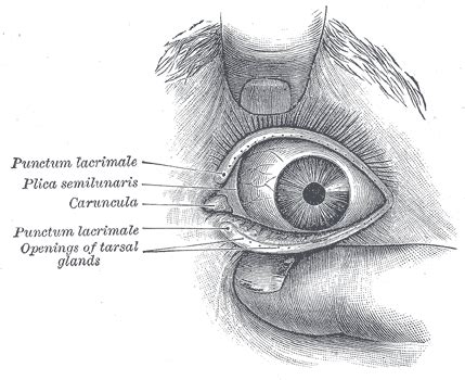 Meibomian gland - Wikipedia