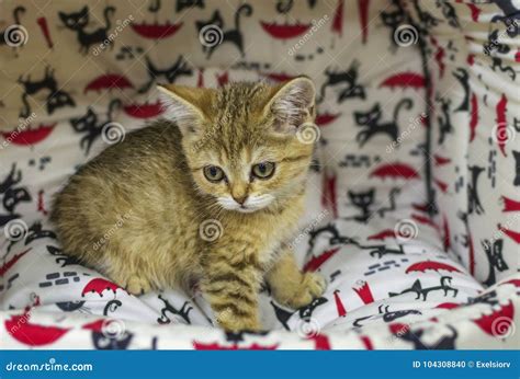 A Small Kitten in a Pet Store Stock Photo - Image of animals, sitting: 104308840