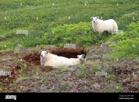 Schaf / Sheep / Ovis Stock Photo - Alamy