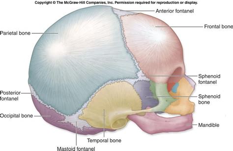 Baby Skull lateral view. Osteodouce is a powerful method of Energetic Osteopathy to help release ...