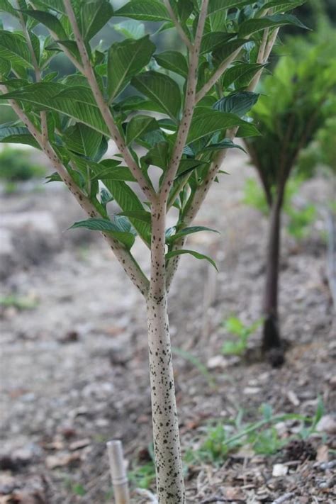 Image of Amorphophallus konjac 'Leo Song' Konjac, Perennial Plants ...