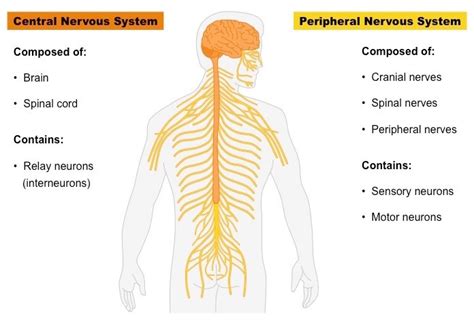 General Physiology Practice Test 2 CNS and PNS Diagram | Quizlet