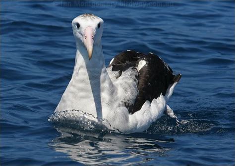 Antipodean Albatross photo image 5 of 24 by Ian Montgomery at birdway ...