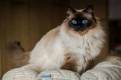 The Life Expectancy of Siamese Ragdoll Cats - Bright Whiskers