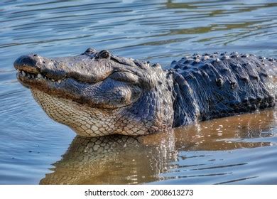 American Alligator Swamp Habitat Florida Usa Stock Photo 2008613273 ...