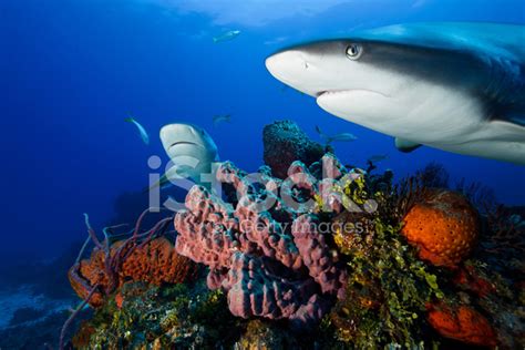 Sharks Over A Coral Reef Stock Photos - FreeImages.com