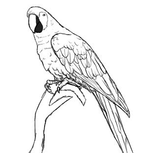 How To Draw A Parrot - Draw Central
