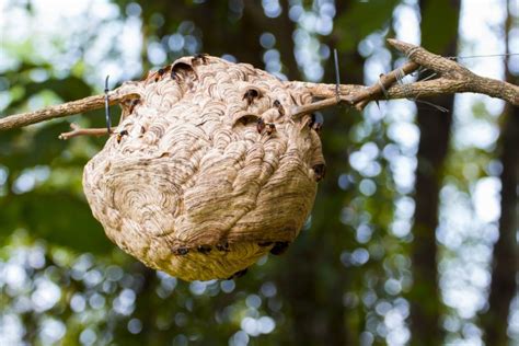 33 Different Types of Wasps in Alabama