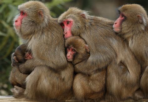 Japanese Macaques