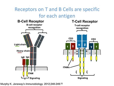 CELL IMMUNITY. T-CELL receptors (TCRs) and their epitopes – Cell Pathways