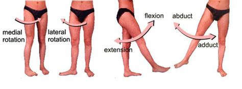 Muscles and Functions of the lower limb Flashcards | Quizlet